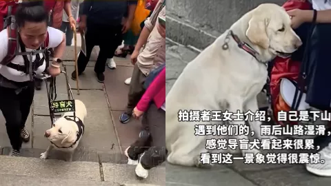 盲人导盲犬雨夜爬泰山